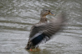 Mallard female