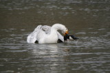 Feral Domestic Goose kicking a Canadian's butt