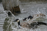Canada Goose Battle