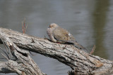 Mourning Dove