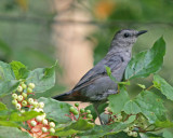 Gray Catbird