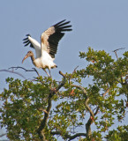 Wood Stork