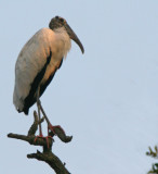 Wood Stork