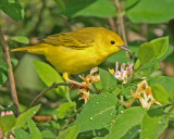 Yellow Warbler