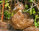 Wood Duck Female