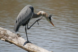 Great Blue Heron