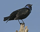 Common Grackle