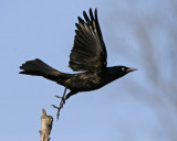 Common Grackle