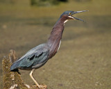 Green Heron