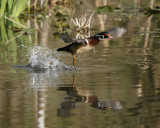 Wood Duck takes flight