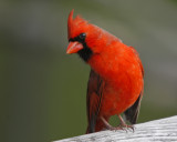 Northern Cardinal