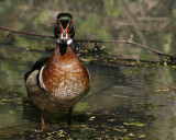 Wood Duck
