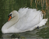 Mute Swan