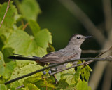 Grey Catbird