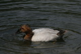 Canvasback