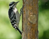 Hairy Woodpecker