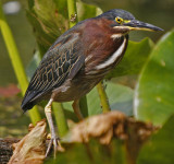 Green Heron