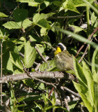 Common Yellowthroat