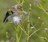 Goldfinch