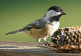 Black-capped Chickadee