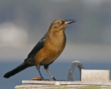 Boat Tailed Grackle