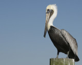 Brown Pelican