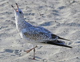 Herring Gull - Immature