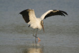 Wood Stork