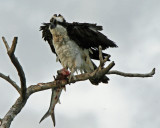 Osprey and Ladyfish