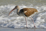 White Ibis (immature)