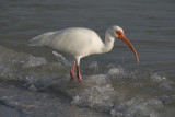 White Ibis