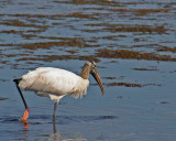 Wood Stork