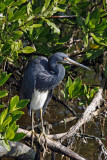 Tri-colored Heron