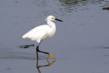 Snowy Egret