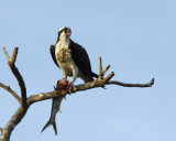 Osprey and Ladyfish