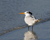 Royal Tern
