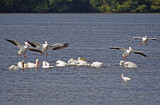 White Pelicans