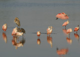 Heron, Egret, and Spoonbills