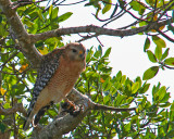 Red Shouldered Hawk