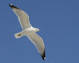 Ring-billed Gull