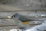 Tufted Titmouse