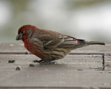 House Finch