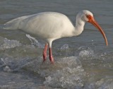 White Ibis