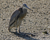 Great Blue Heron on his knees