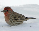 House Finch - male