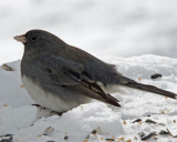Dark-eyed Junco