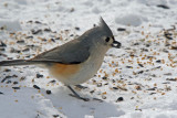 Tufted Titmouse