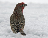 House Finch
