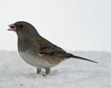 Dark-eyed Junco