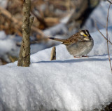 White-throated Sparrow